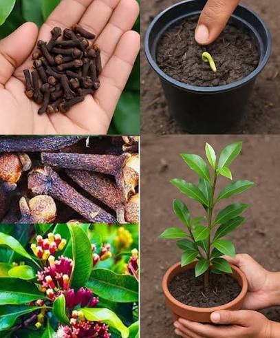 Clove Plants — Clove sapling available at Agro Nursery Garden